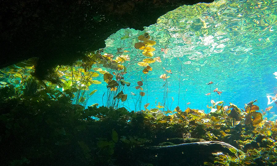 Nicte Ha Cenote underwater view